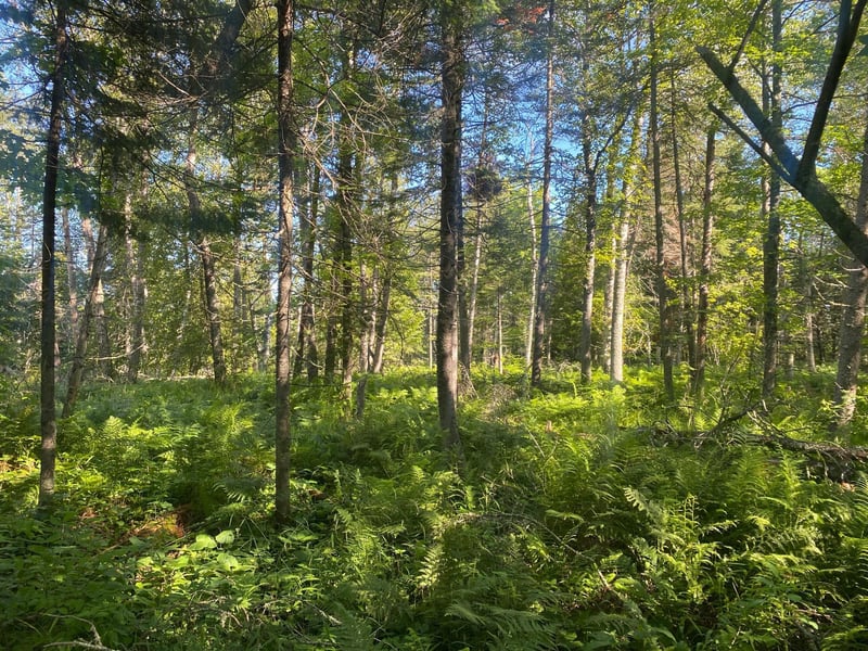 TBD Rose Rd, Hermantown, MN 55811