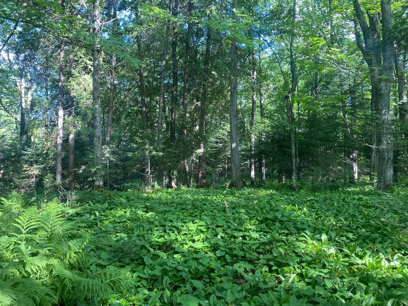 TBD Rose Rd, Hermantown, MN 55811