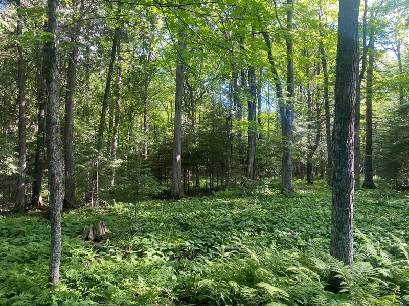 TBD Rose Rd, Hermantown, MN 55811