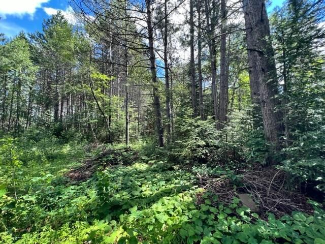 XXX Comet Rd, Embarrass, MN 55732