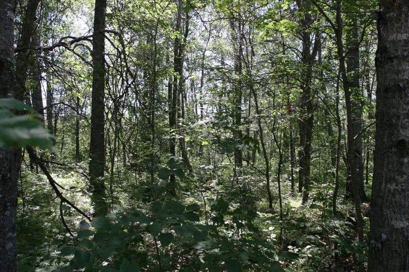 Lot 7 B 8 Blue Ridge Dr, Breezy Point, MN 56472