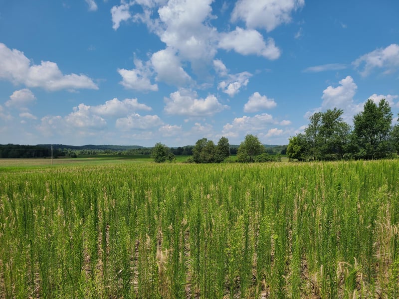 XXX Lot 2 County Road F, Boyceville, WI 54725