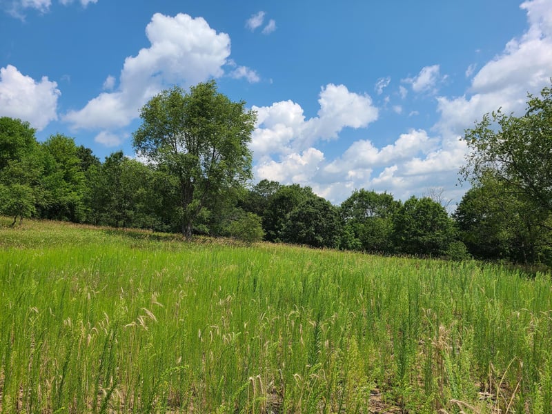 XXX Lot 2 County Road F, Boyceville, WI 54725