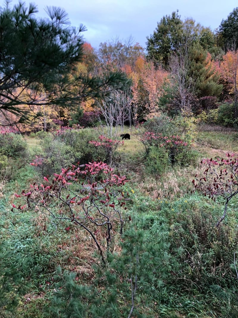 TBD Balsam Ave W, Braham, MN 55006