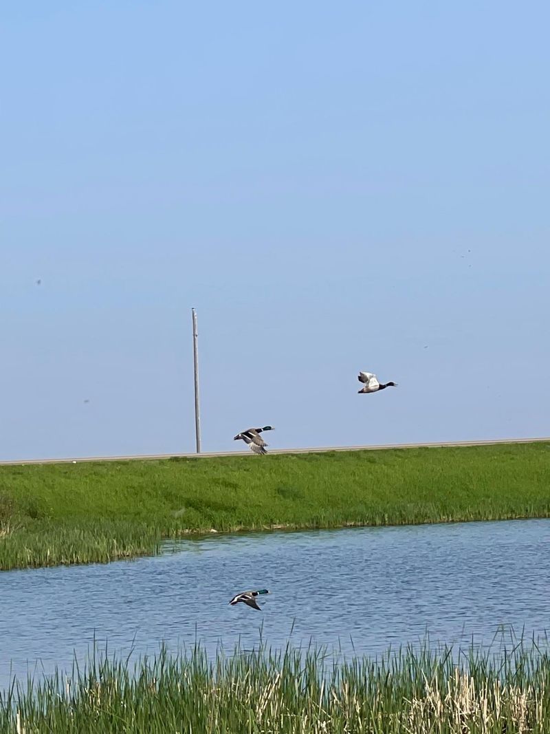 XXX Hwy 29, De Graff, MN 56265