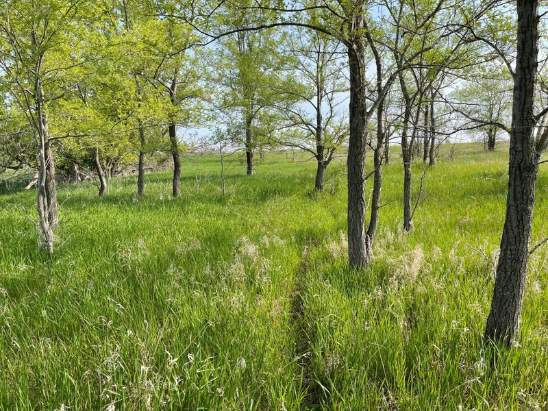 XXX Hwy 29, De Graff, MN 56265