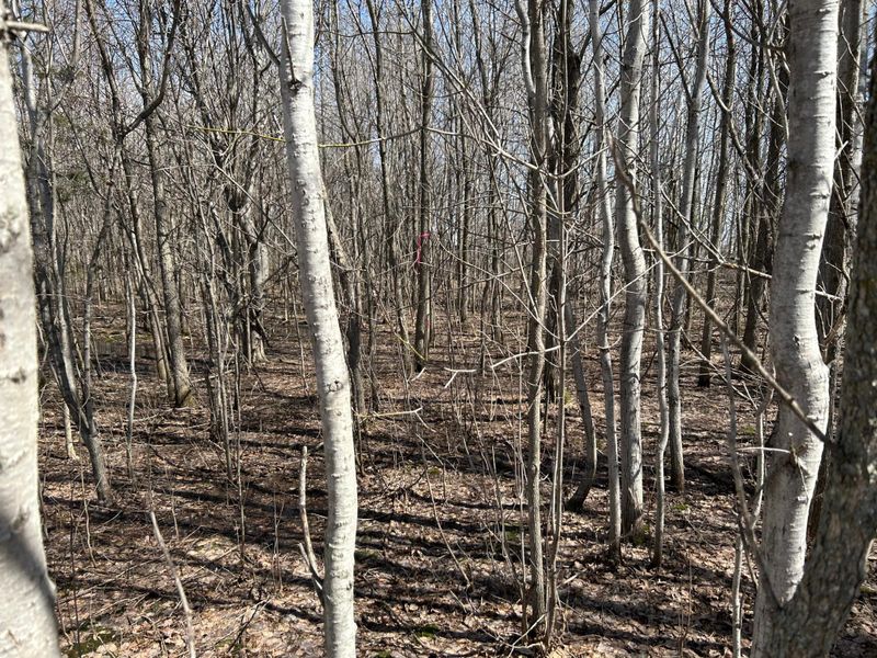 TBD NE 135th Ave, Foley, MN 56329