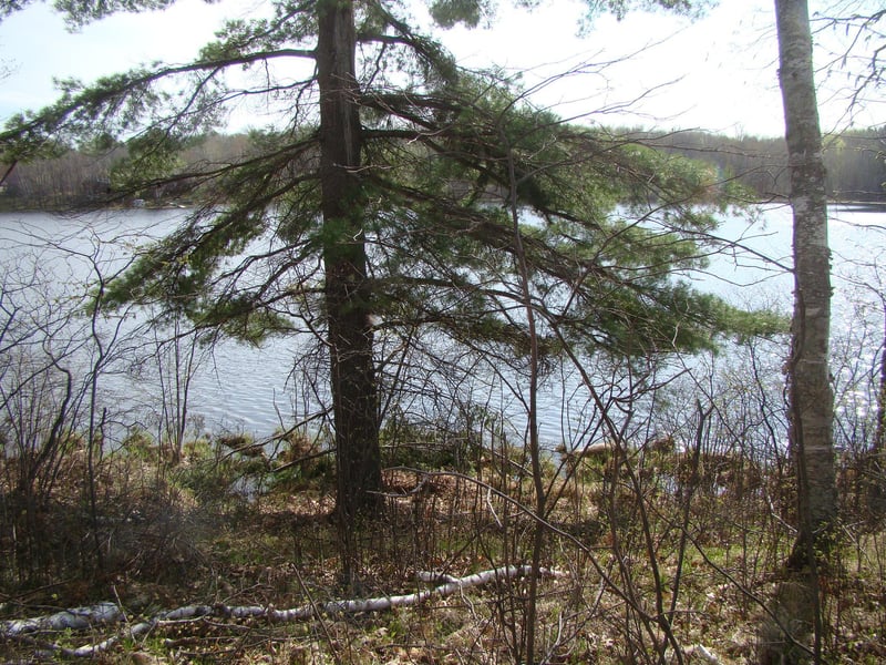 TBD Pinehurst Trl NE, Fifty Lakes, MN 56448