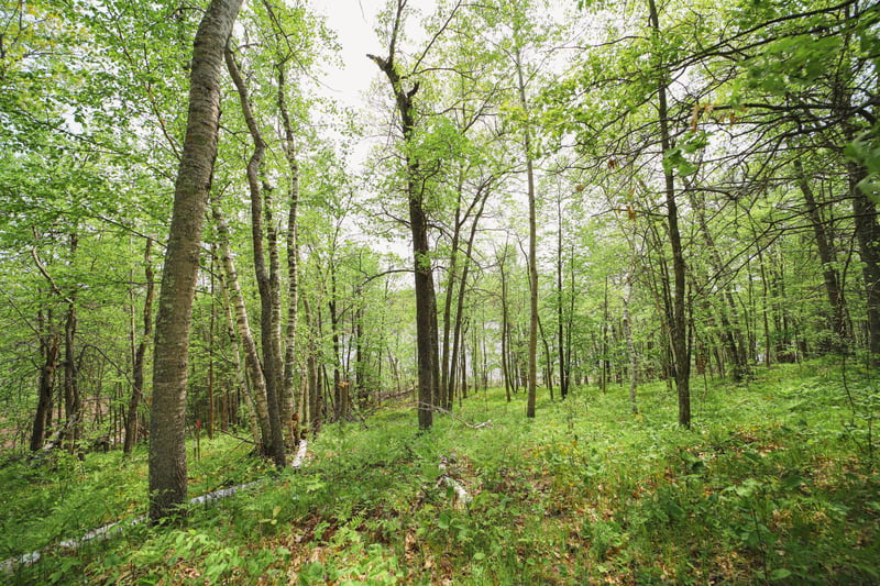 TBD N Mitchell Lake Rd, Fifty Lakes, MN 56448