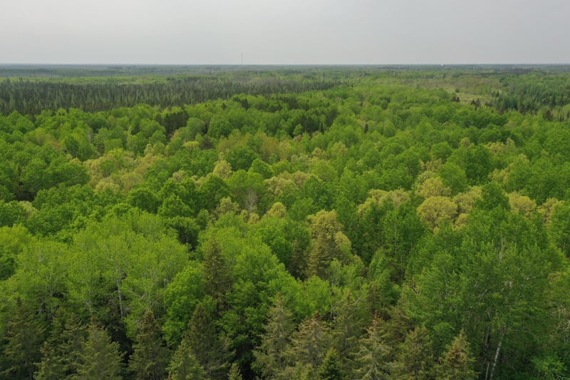 TBD Town Rd 55, Big Falls, MN 56627