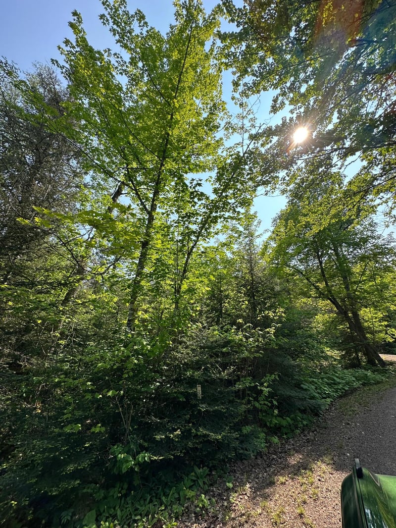 LOT 8 Ninemile Ridge Rd, Finland, MN 55603