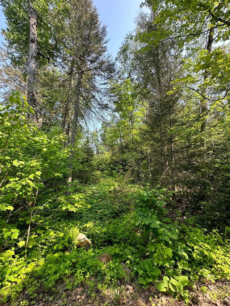 LOT 8 Ninemile Ridge Rd, Finland, MN 55603
