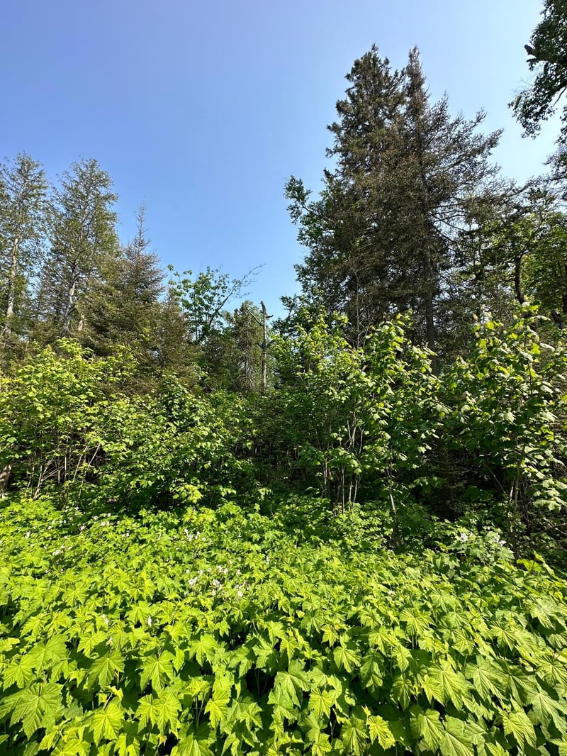 LOT 8 Ninemile Ridge Rd, Finland, MN 55603
