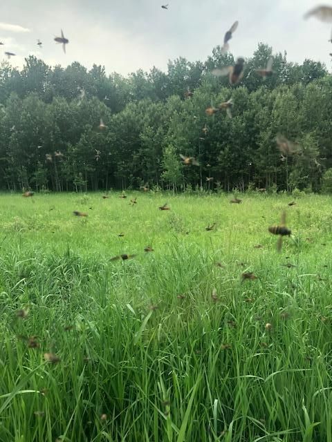 33251 NW Thorholt Rd And Bottom Rd, Grygla, MN 56727