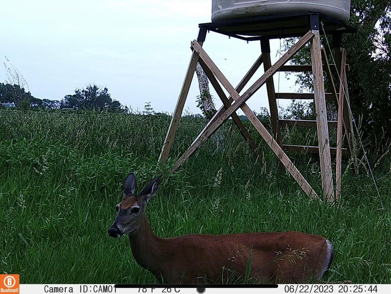 TBD 370th Ave, Cyrus, MN 56323