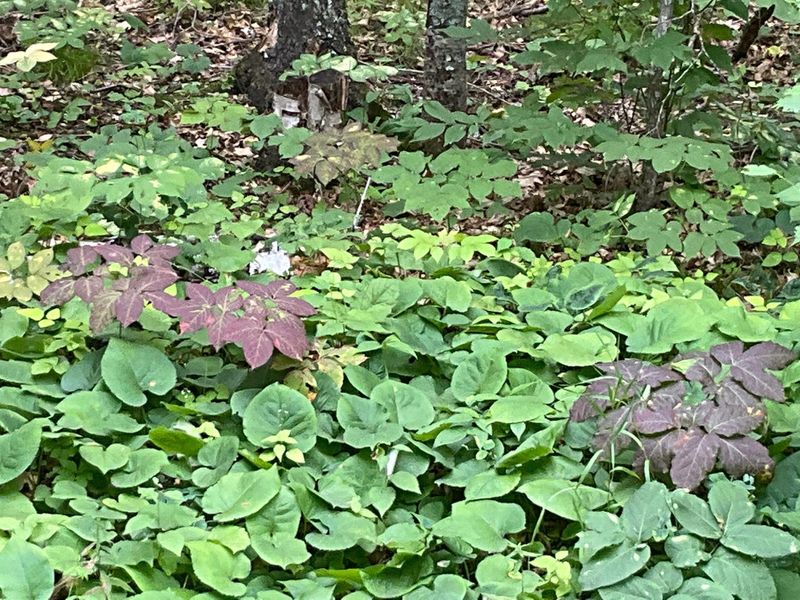 Lot 7 Shore Dr, Emily, MN 56447