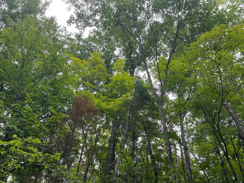 Lot 7 Shore Dr, Emily, MN 56447