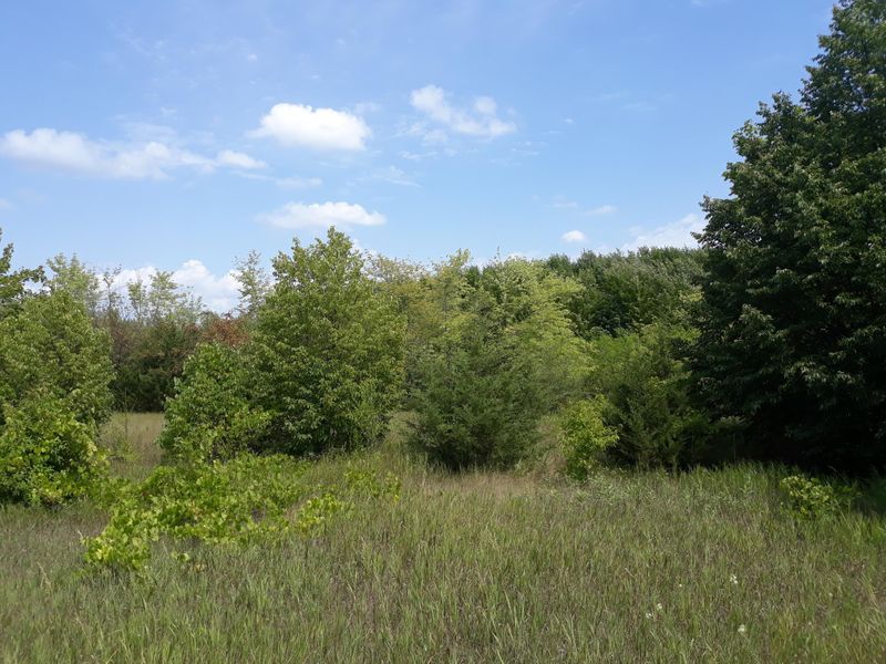 155x Halsey Ave, Carver, MN 55315
