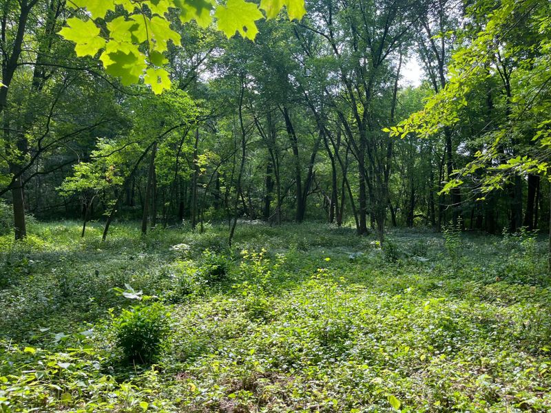 1505 Tanglewood Rd, Orono, MN 55356
