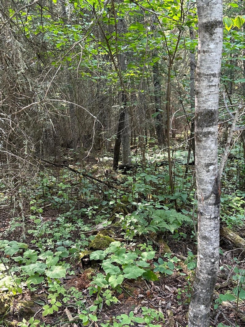 TBD Tomahawk Ln, Kabetogama, MN 56669