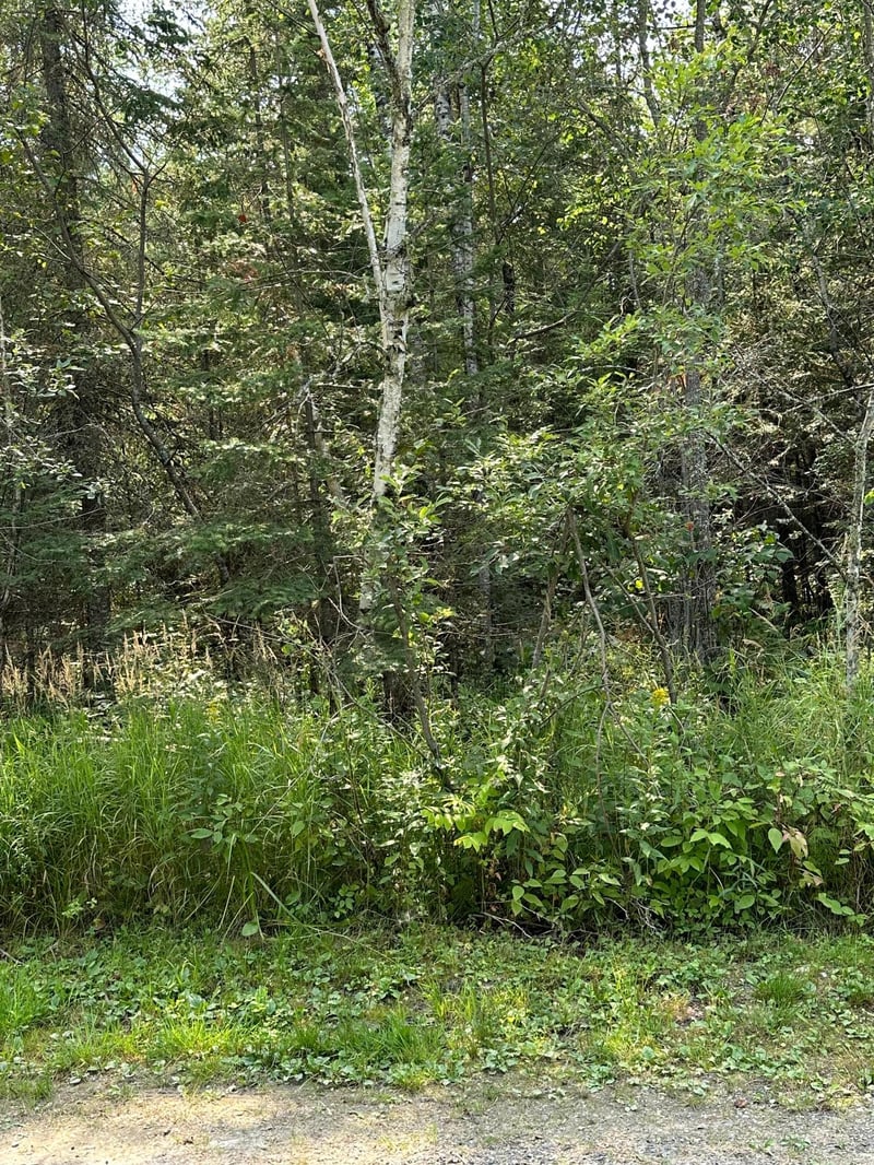 TBD Tomahawk Ln, Kabetogama, MN 56669