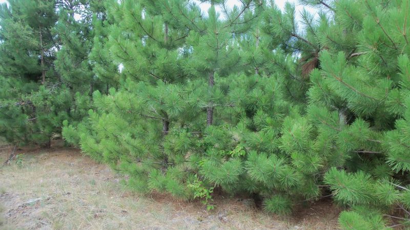 Lot 4 Nancy Lake Rd, Minong, WI 54859