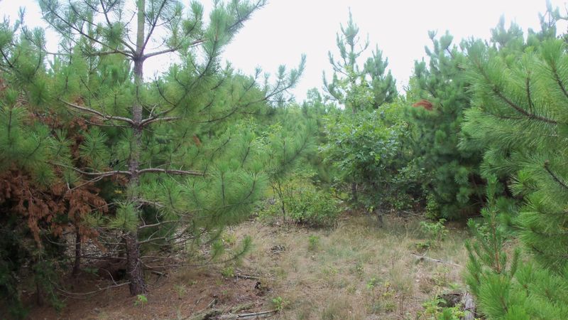 Lot 7 Ostrom Rd, Minong, WI 54859