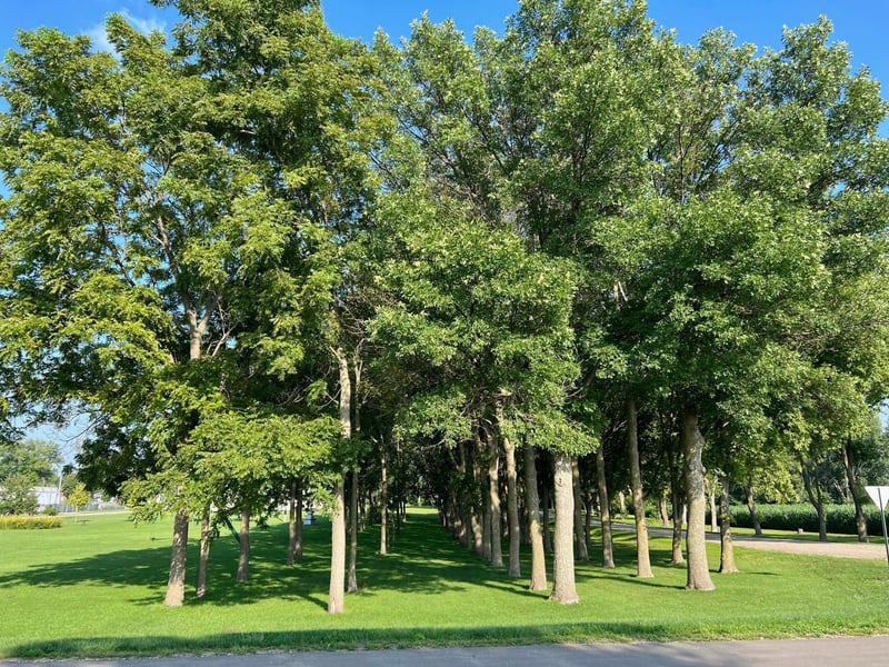 Xxx Center St, Clements, MN 56224