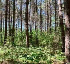 XX Vink Rd, Sandstone, MN 55072