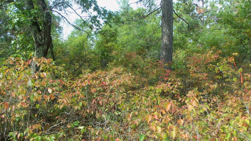 Lot 8 Ostrom Rd, Minong, WI 54859