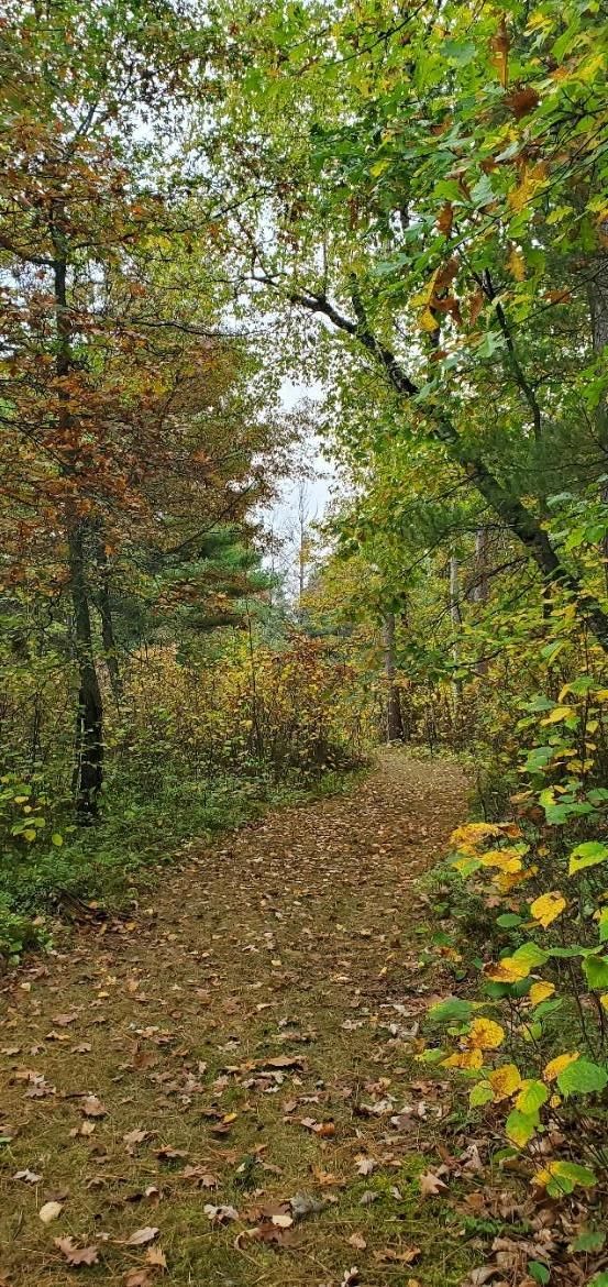 TBD Tall Pines Rd NE, Bemidji, MN 56601