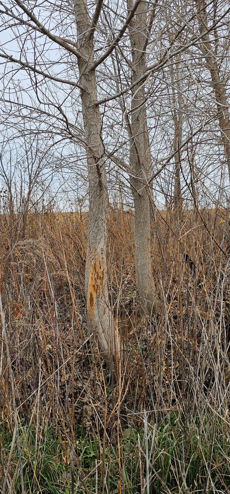 TBD Cedar Rd, Peterson, MN 55962