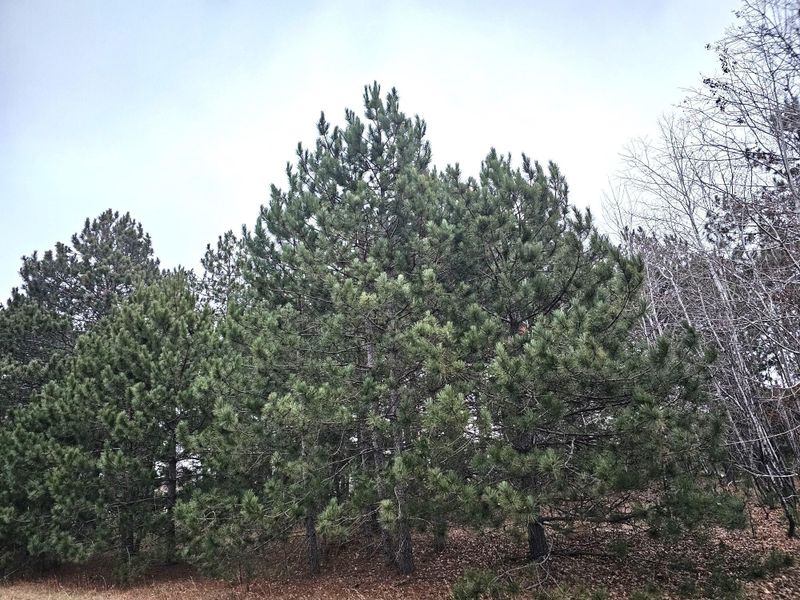 Lot 3 Meadow Green Trailway, Danbury, WI 54830