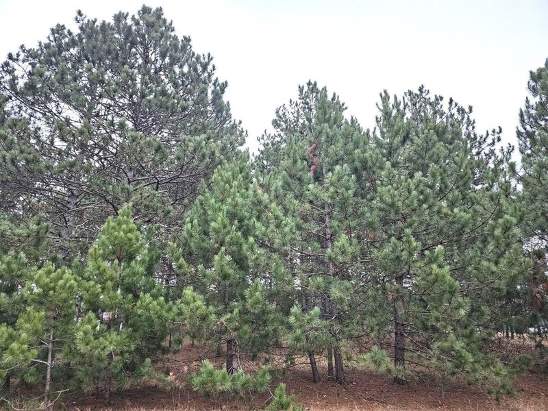 Lot 3 Meadow Green Trailway, Danbury, WI 54830