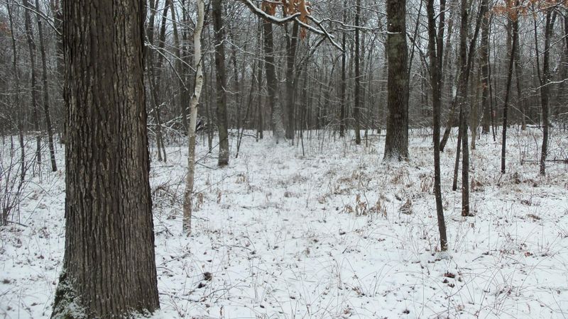 Lot 1 Blackberry Rd, Trego, WI 54888