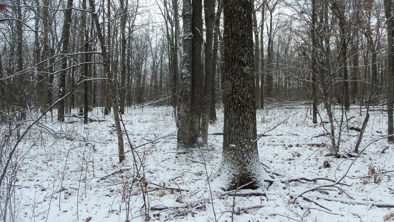 LOT 2 Blackberry Rd, Trego, WI 54888