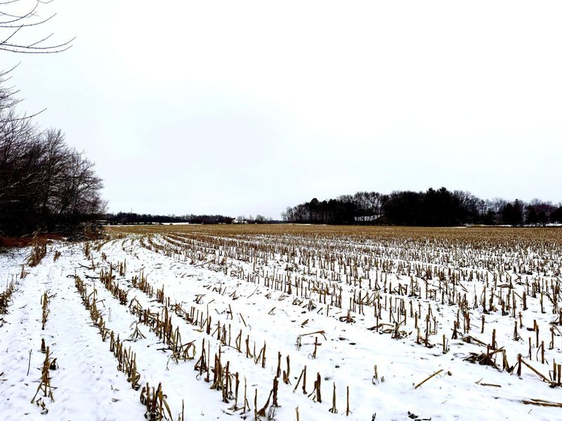TBD-20.4AC 80th St, Bogus Brook Twp, MN 56353
