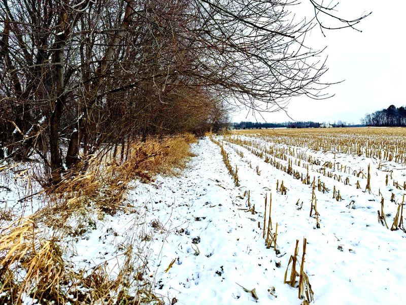 TBD-20.4AC 80th St, Bogus Brook Twp, MN 56353