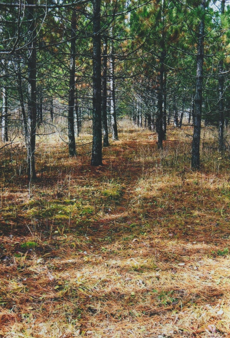 xxx County Rd 1, Wrenshall, MN 55797