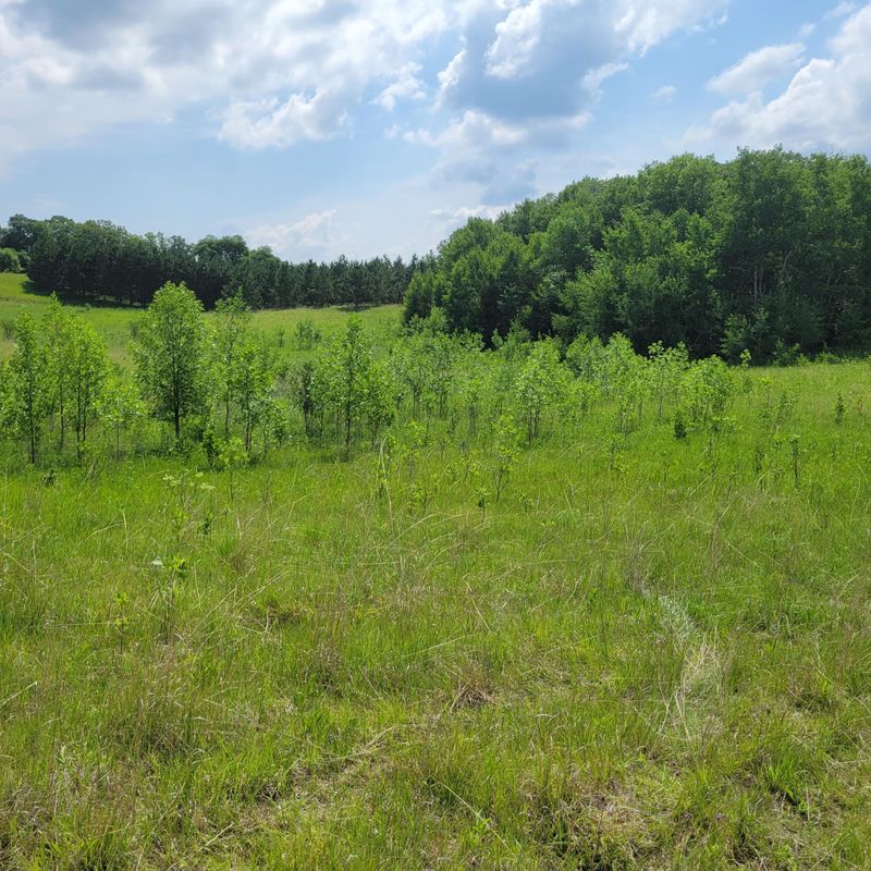 XXX 340th Ave, Underwood, MN 56586