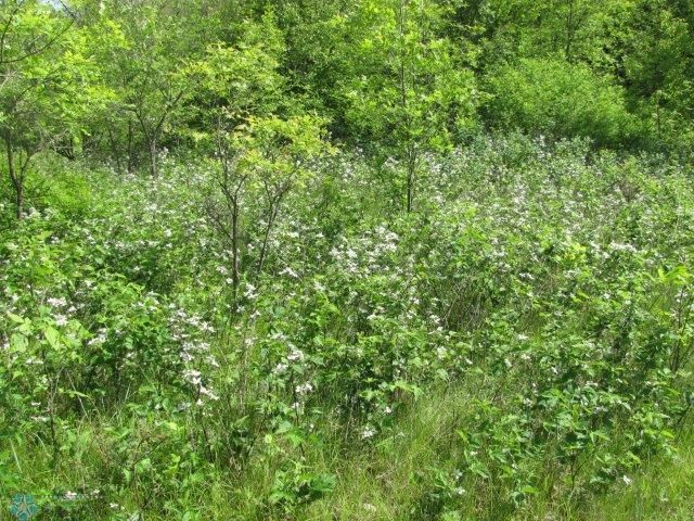 XXX000 County Road 3, Erhard, MN 56534
