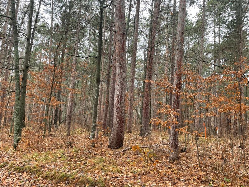 Tract A TBD Driftwood Ln, Pine River, MN 56474