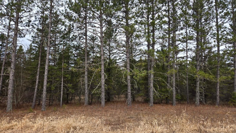 3901 Ollila Rd, Orr, MN 55771