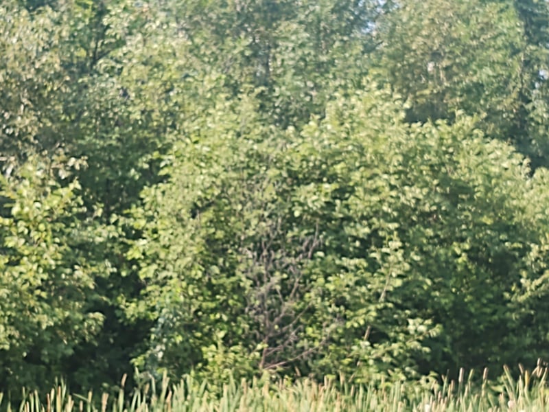 TBD 168th St, Hillman, MN 56338