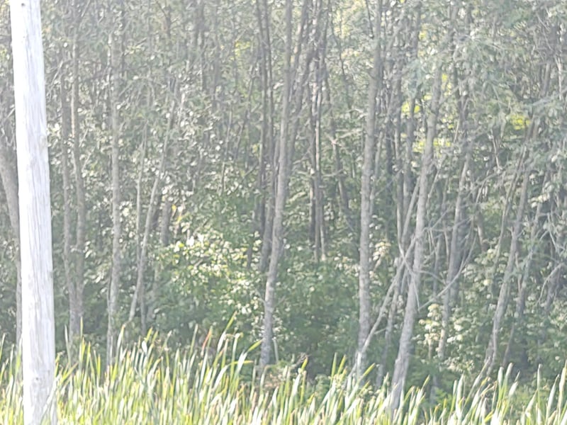 TBD 168th St, Hillman, MN 56338
