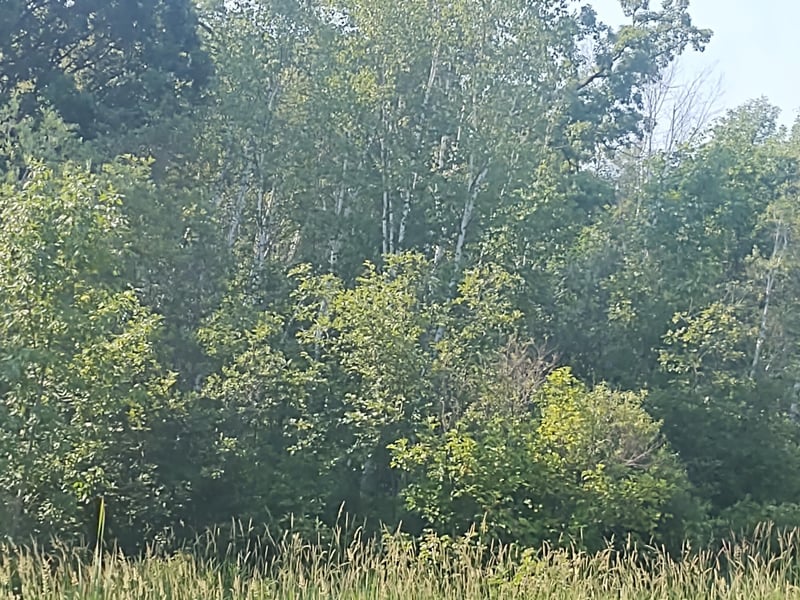 TBD 168th St, Hillman, MN 56338