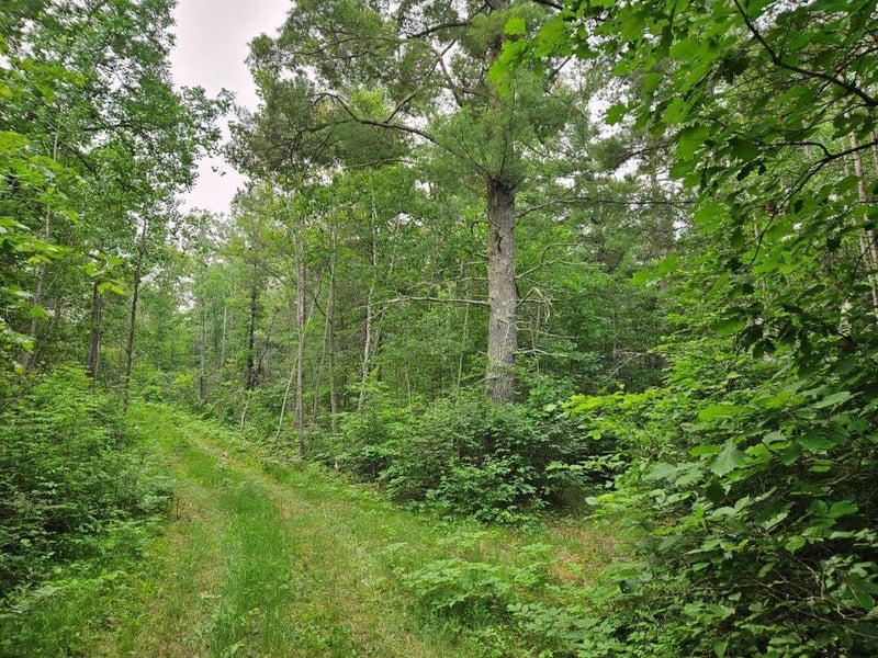 TBD 269th Ave, Leonard, MN 56652