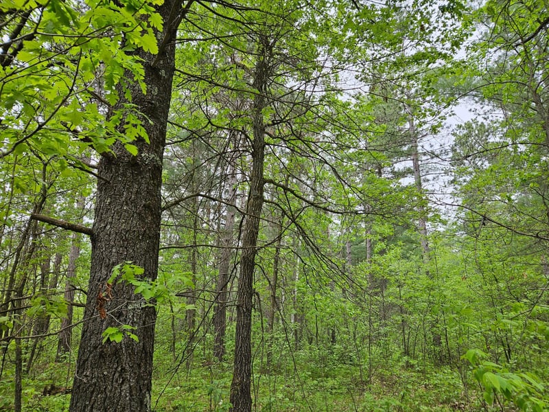 TBD 269th Ave, Leonard, MN 56652