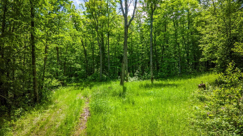 TBD Deervine Trl NE, Tenstrike, MN 56683