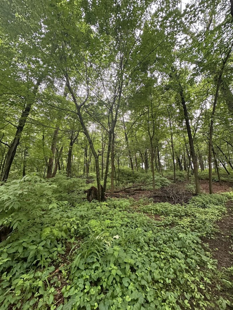 XXX 206th St, Star Prairie, WI 54026